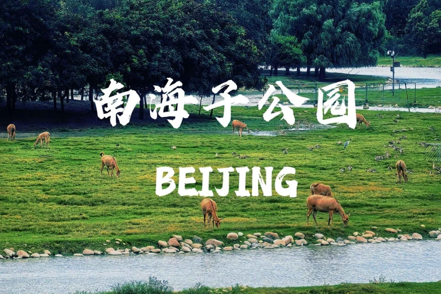 Beijing: Udforsk Nanhaizi Park – vådområdereservat