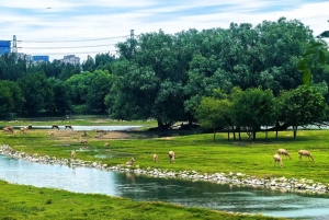 Beijing: Udforsk Nanhaizi Park – vådområdereservat