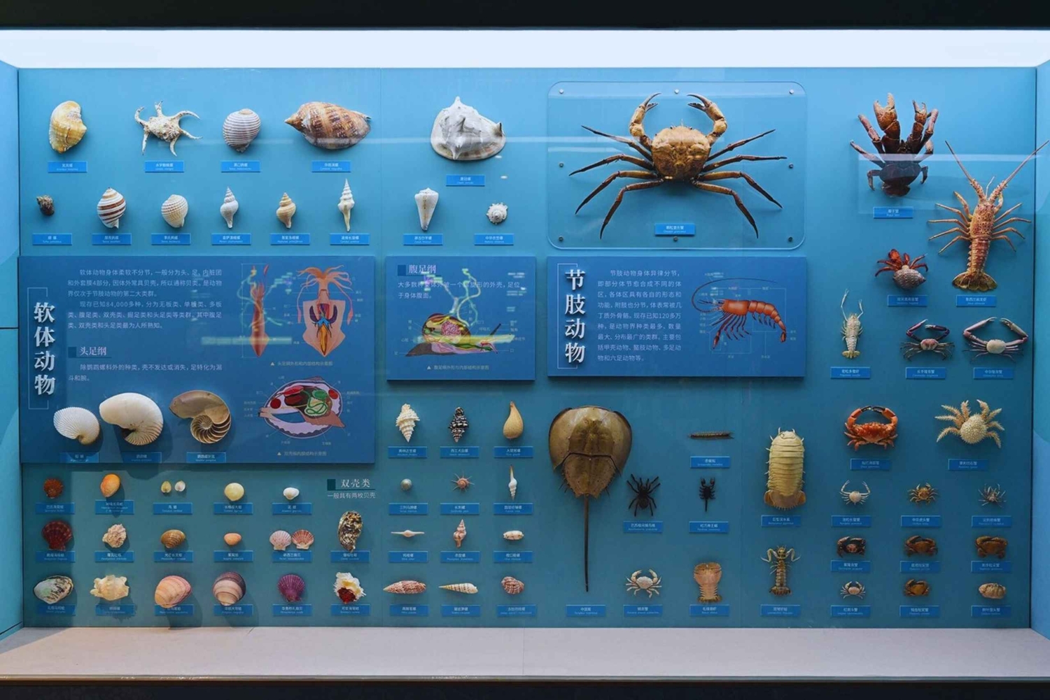 Beijing: Natural History Museum of China ticket+Guidebook