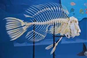 Beijing: Natural History Museum of China ticket+Guidebook