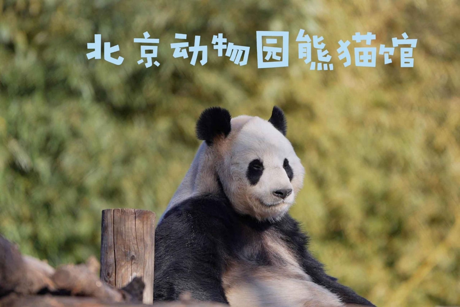 Pechino: biglietto per la Casa dei Panda (Zoo) con sconto limitato a ottobre