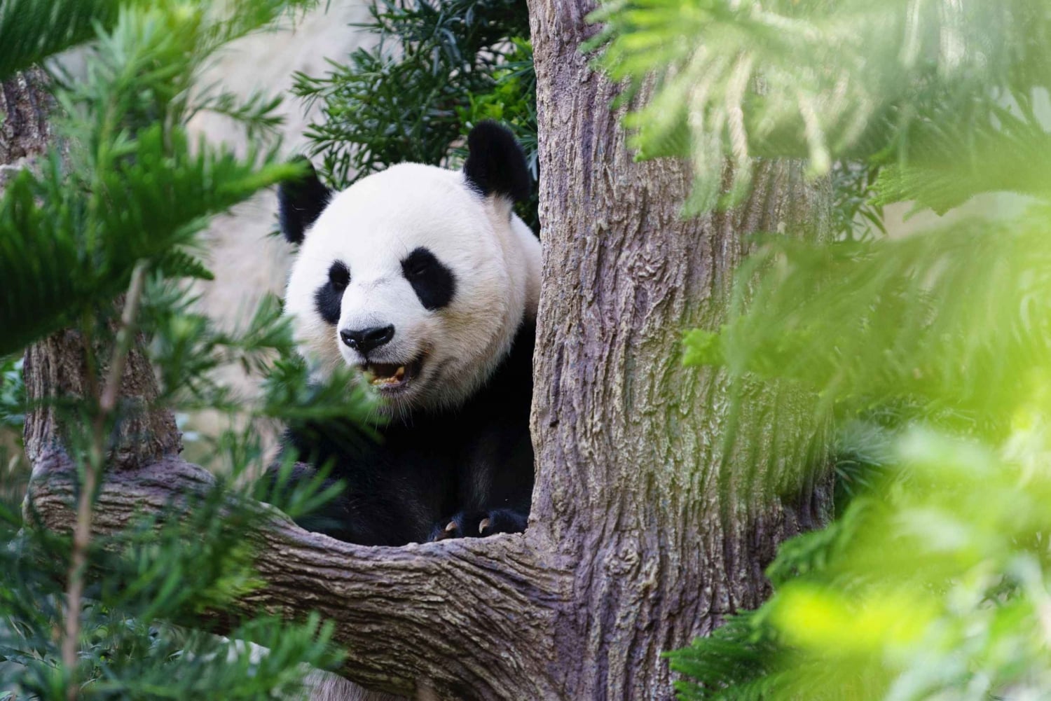 Pechino: biglietto per la Casa dei Panda (Zoo) con sconto limitato a ottobre