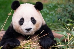 Pechino: biglietto per la Casa dei Panda (Zoo) con sconto limitato a ottobre