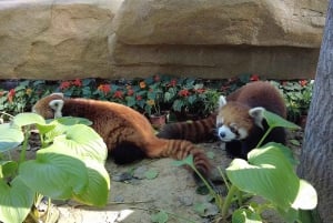 Pechino: biglietto per la Casa dei Panda (Zoo) con sconto limitato a ottobre