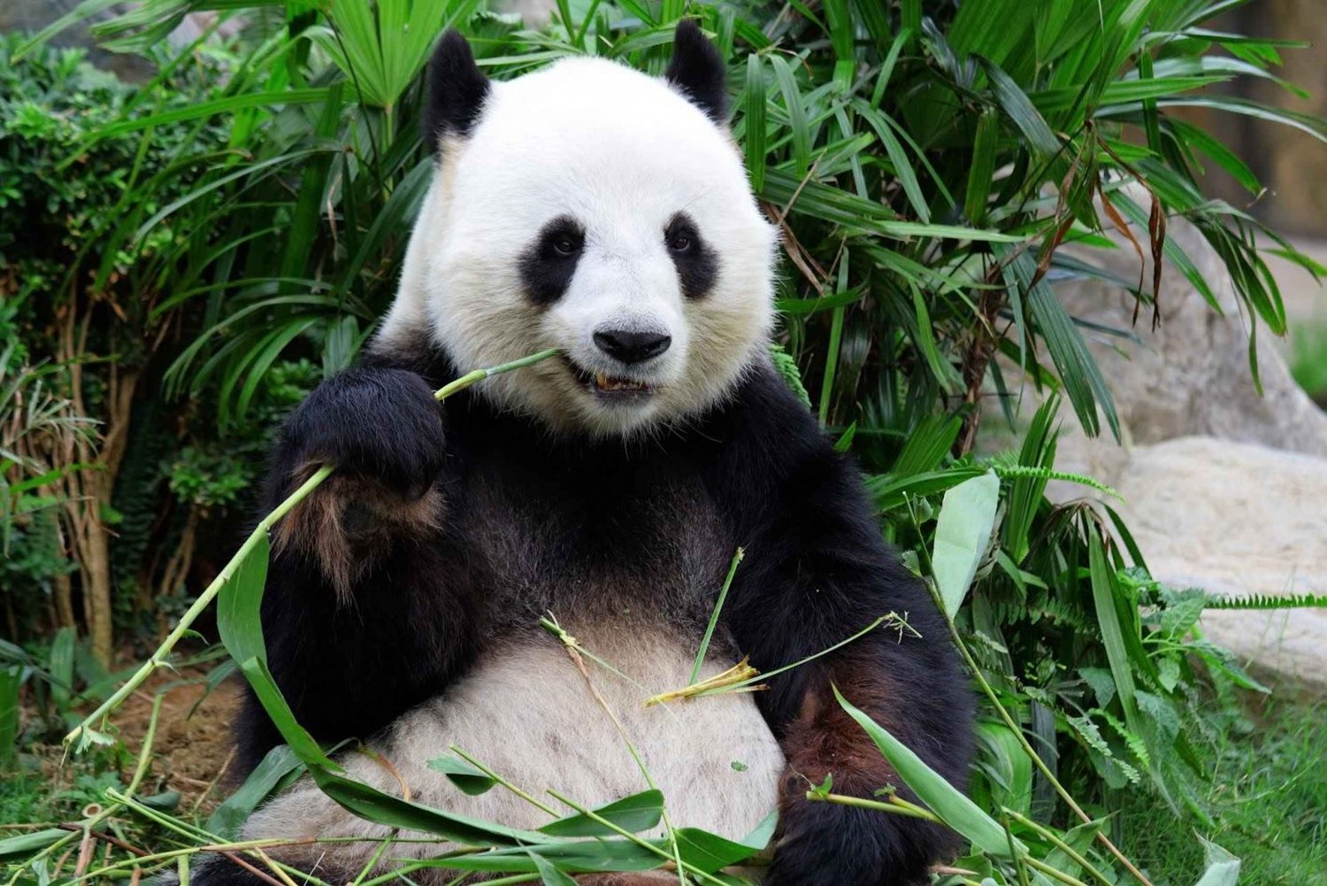 Beijing: Rondleiding Zomerpaleis en Pandahuis