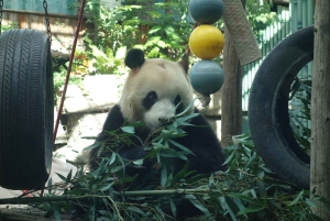 Peking: Sommerpalast und Pandahaus - Geführte Tour