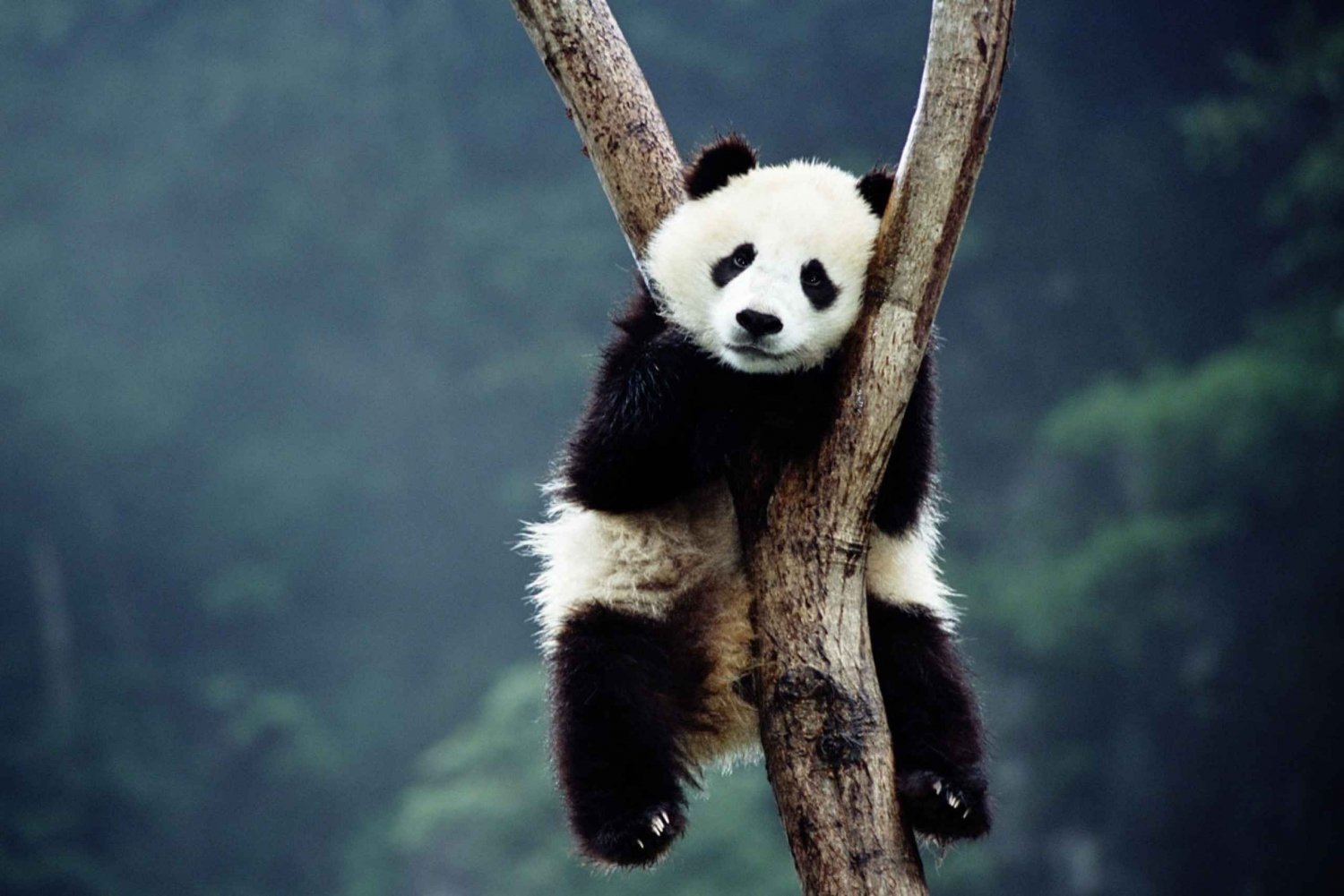 Pechino: Tour del Tempio del Cielo, della Casa del Panda e del Palazzo d'Estate