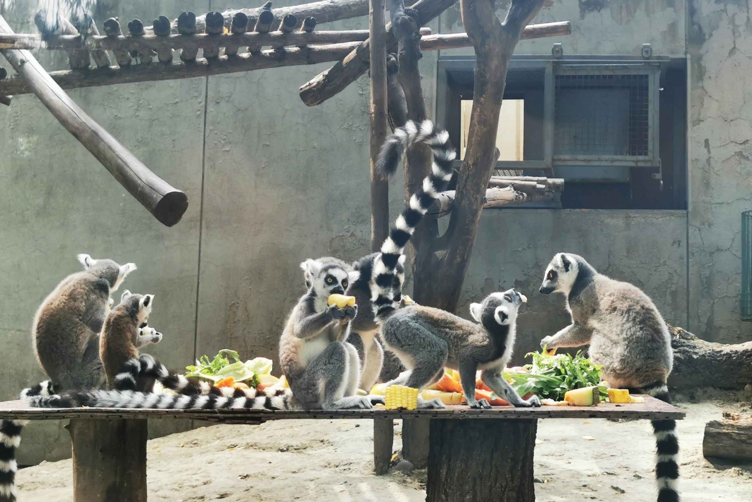 Pechino: Tour del Tempio del Cielo, della Casa del Panda e del Palazzo d'Estate