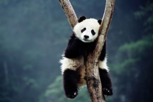 Beijing: Himmeltemplet, Pandahuset & Sommerpaladset Tour