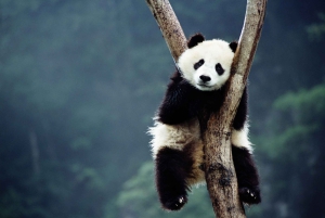 Pechino: Tour del Tempio del Cielo, della Casa del Panda e del Palazzo d'Estate