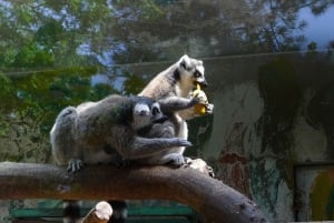 Beijing: De Beijing Zoo Entree Ticket met Panda's