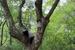 Beijing: De Beijing Zoo Entree Ticket met Panda's