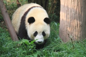 Beijing: De Beijing Zoo Entree Ticket met Panda's