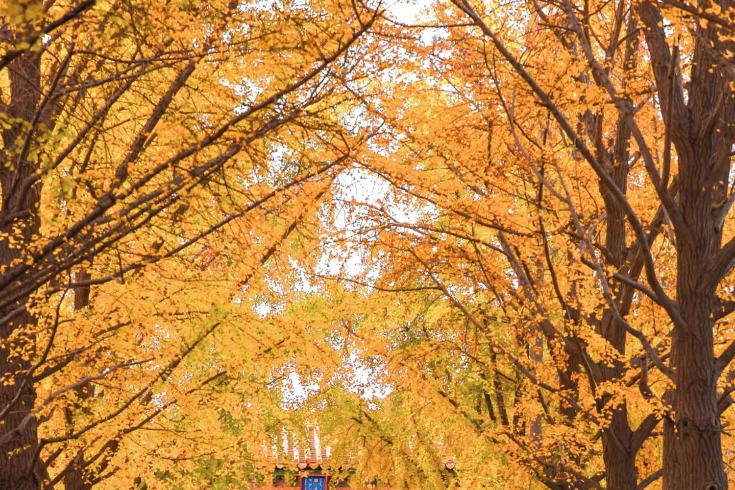 Peking: Yonghe Lama Tempel Tickets mit Guide (optional)