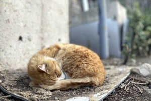 BJ: Den kinesiske mur og Den forbudte by eller andre naturskjønne steder