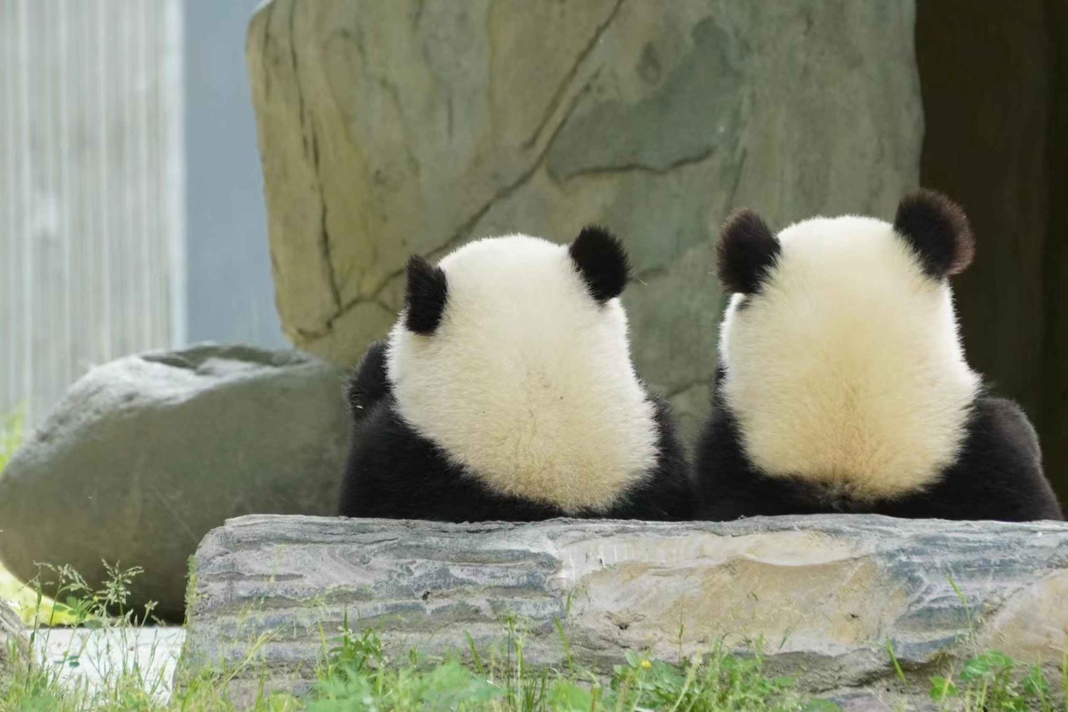 Chengdu: Dagtrip Chengdu met reuzenpanda en Leshan Boeddha