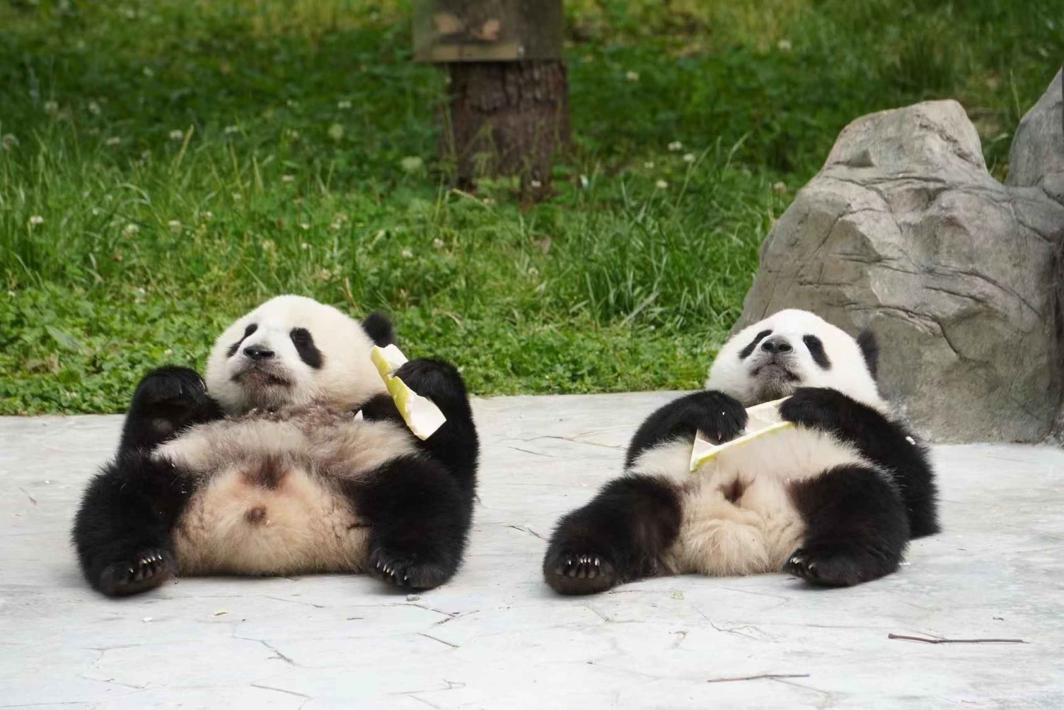 Chengdu: Dagtrip Chengdu met reuzenpanda en Leshan Boeddha