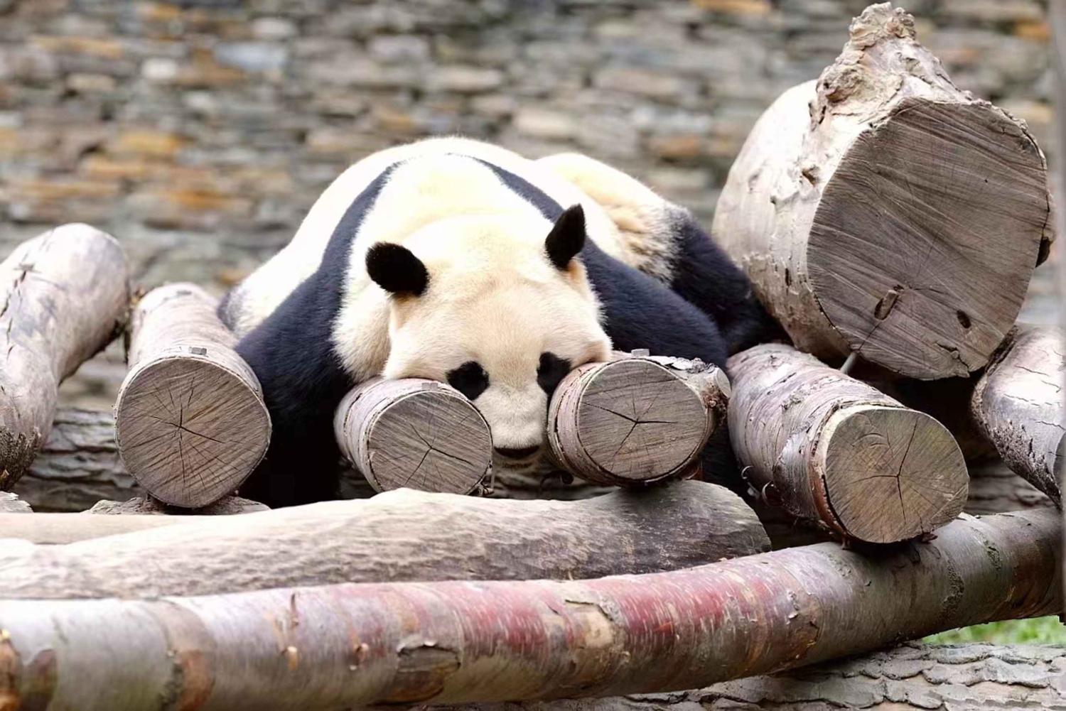 Chengdu: Dagtrip Chengdu met reuzenpanda en Leshan Boeddha