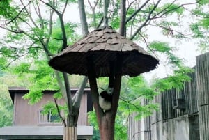 成都：ジャイアントパンダと楽山大仏を見る成都日帰り旅行