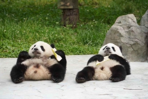 Chengdu: Dagtrip Chengdu met reuzenpanda en Leshan Boeddha