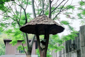 Chengdu: Dagtrip Chengdu met reuzenpanda en Leshan Boeddha