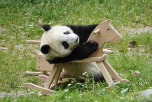 Chengdu: Dagtrip Chengdu met reuzenpanda en Leshan Boeddha