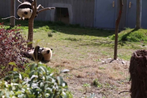 Chengdu: Dagtrip Chengdu met reuzenpanda en Leshan Boeddha