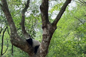Chengdu: Dagtrip Chengdu met reuzenpanda en Leshan Boeddha