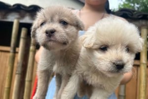 Chengdu: Besuche die chinesische Landschaft