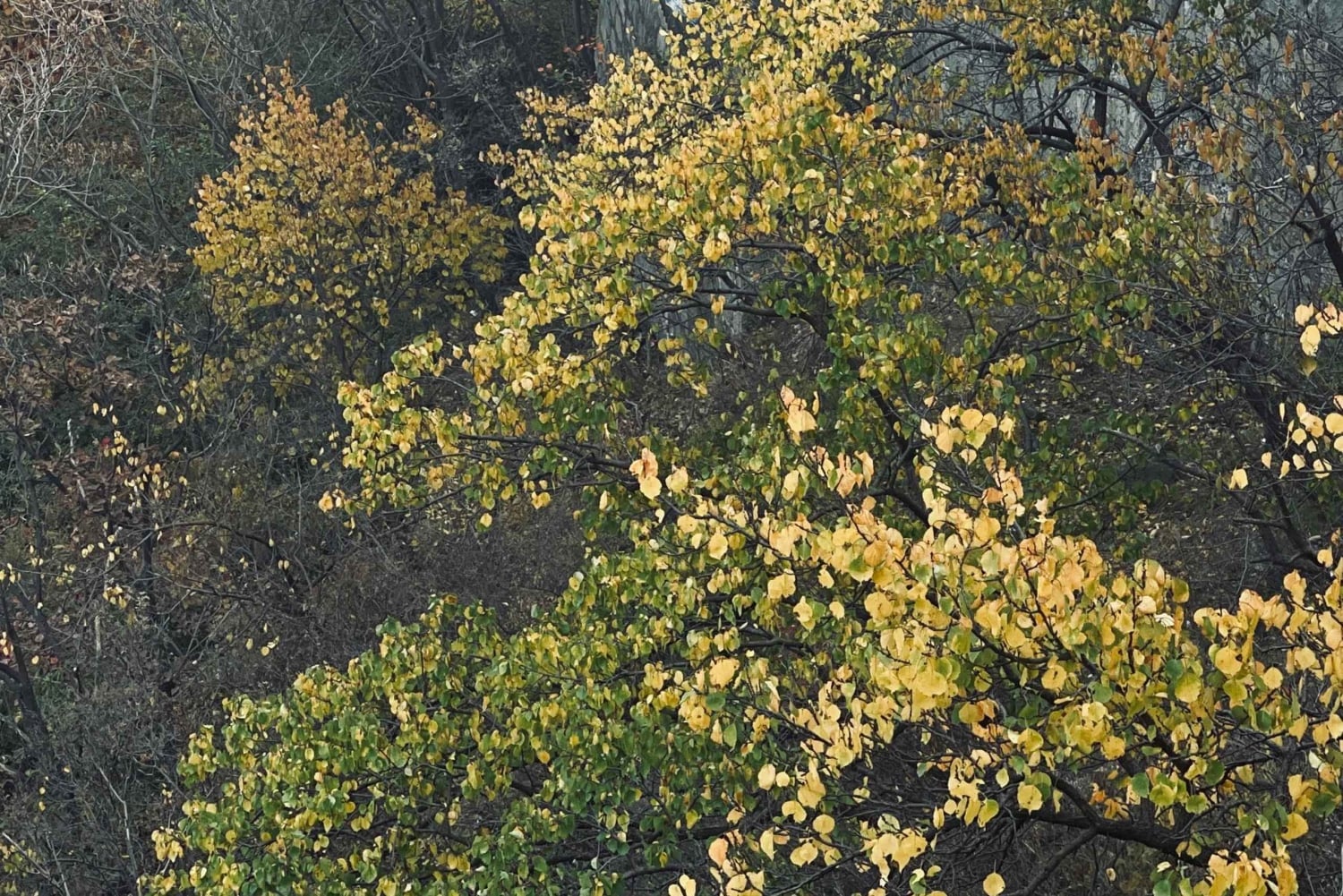 Частные трансферы по Великой китайской стене в Пекине