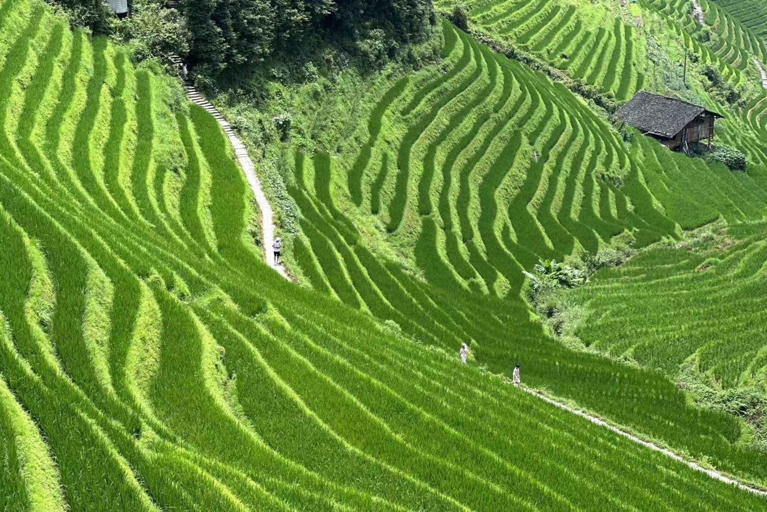 Guilin: Dagstur till Longji risterrasser och Yangshuo