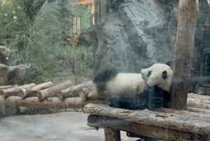 Privat tur med mellemlanding i Beijing: Den Kinesiske Mur + byattraktion