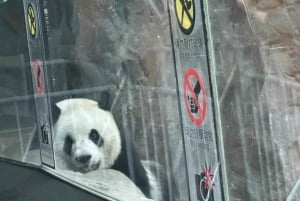 Privat tur med mellemlanding i Beijing: Den Kinesiske Mur + byattraktion