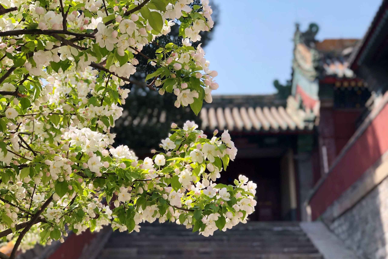 Visite privée personnalisée des jardins de Pékin