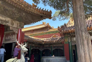 Tour privado: Ciudad Prohibida, Templo del Cielo y pato asado