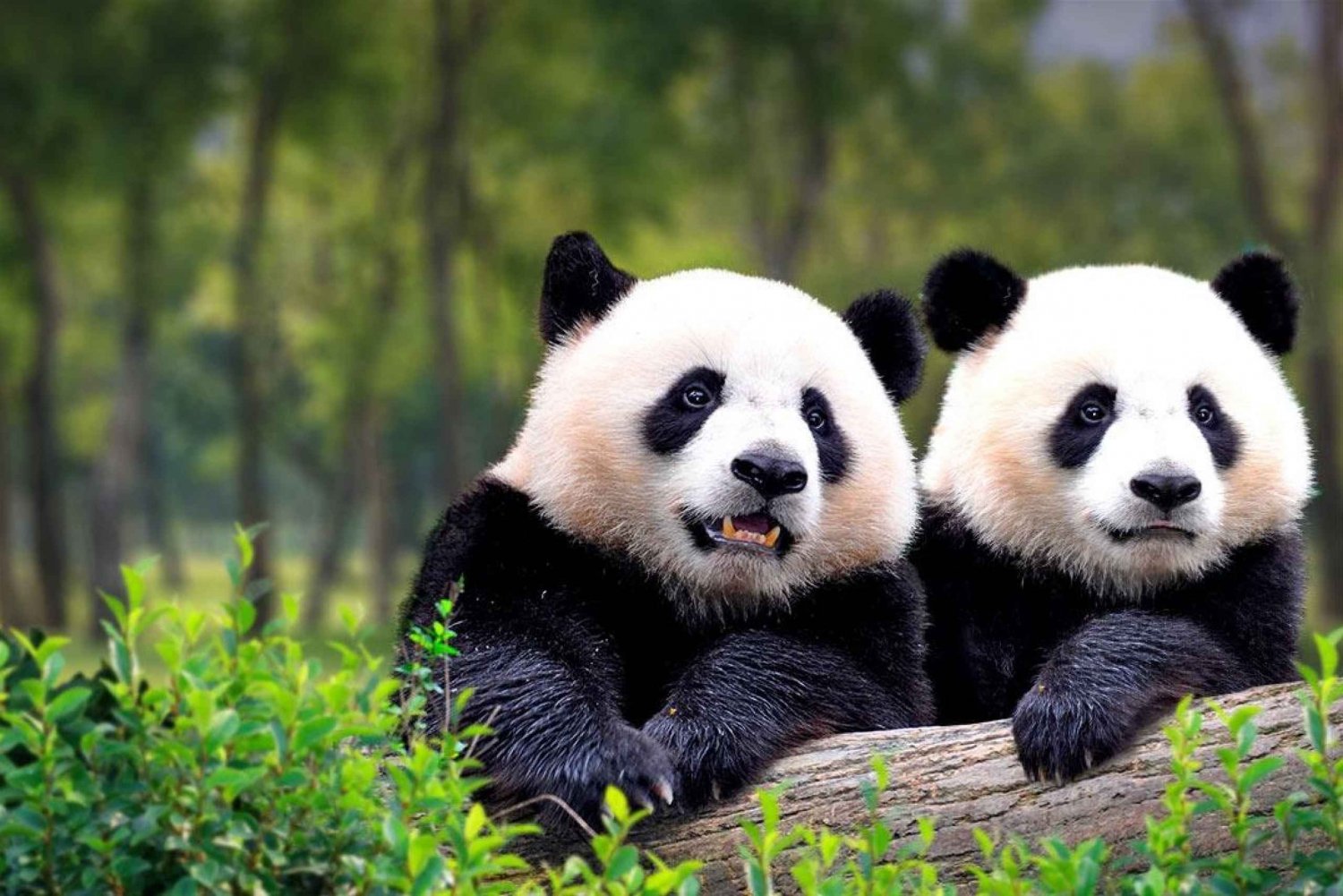 Private Tour to Panda House with Great Wall or City Sites