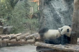 Privat tur til Den Kinesiske Mur+Panda House med engelsk chauffør