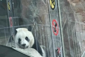 Privat tur til Den Kinesiske Mur+Panda House med engelsk chauffør
