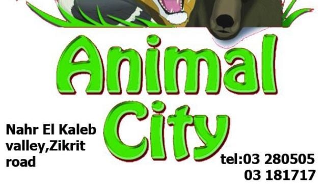 Animal City Zoo