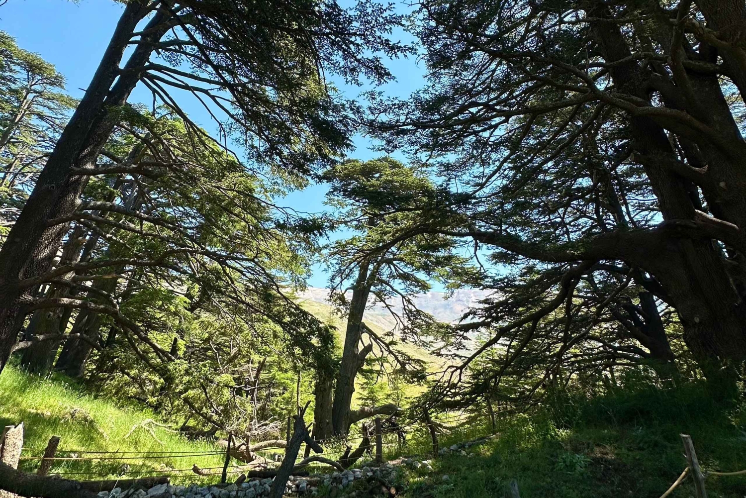 Beirut: tour privado a los Cedros de Dios, Ehden y el lago con almuerzo