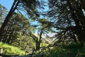 Beirut: tour privado a los Cedros de Dios, Ehden y el lago con almuerzo