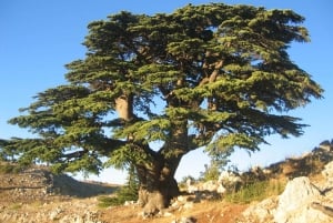 Beirut: Guidet heldagstur med Jeita-grotten og Harissa