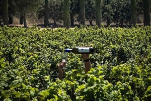 Libanesiske vingårder guidet tur med smaksprøver og lunsj