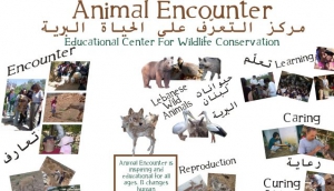 The Animal Encounter