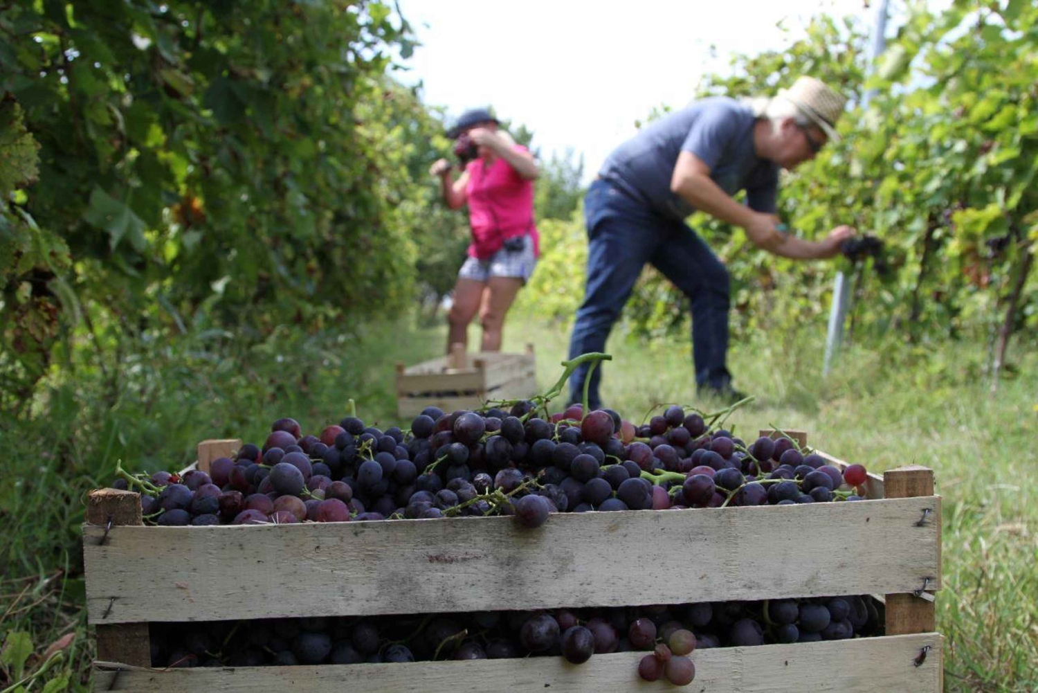 Från Belgrad eller Novi Sad: Privat vintur i Fruska Gora