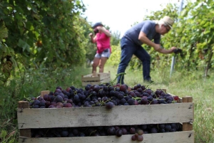 Från Belgrad eller Novi Sad: Privat vintur i Fruska Gora