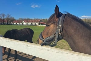 ベオグラード発：スボティツァと素晴らしいゾブナティツァ競馬場を訪問しましょう