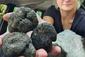 Tour particular de caça às trufas a partir de Belgrado – Almoço com vinho