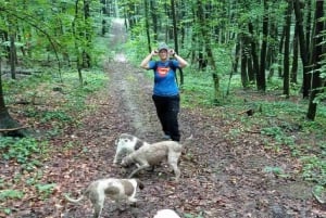 Circuit de chasse à la truffe, Serbie