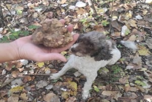 Truffle Hunting Tour, Serbia